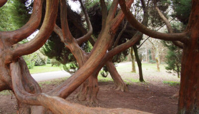 Arboretum John Fitzgerald Kennedy - bea&txm - cc