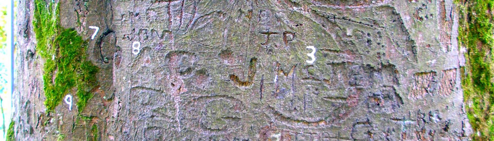 L'arbre autographe du Coole Park - IrishFireside - cc