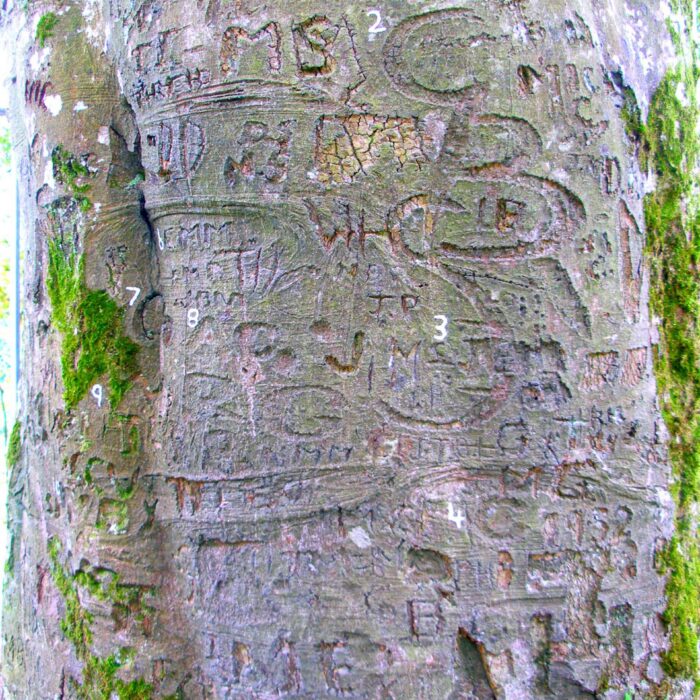 L'arbre autographe du Coole Park - IrishFireside - cc