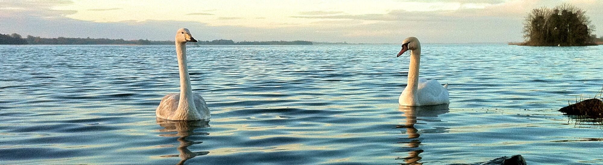 Le Lough Ennell -  Fiona MacGinty-O’Neill - cc