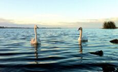 Le Lough Ennell - Fiona MacGinty-O’Neill - cc