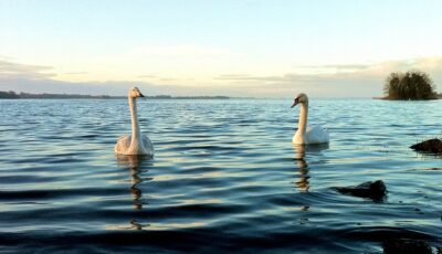 Le Lough Ennell - Fiona MacGinty-O’Neill - cc