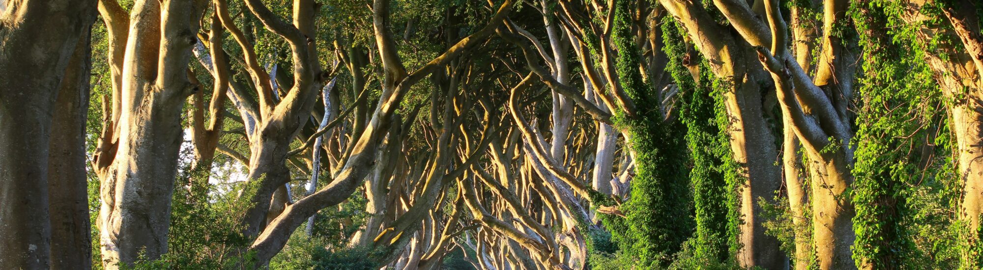 Dark Hedges - © adrianpluskota
