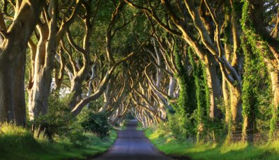 Dark Hedges - © adrianpluskota