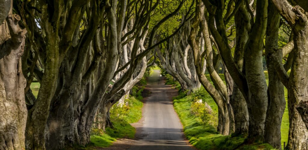 Dark Hedges - © 4kclips