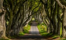 Dark Hedges - © 4kclips