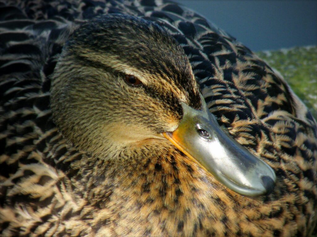Un irish duck - || UggBoy♥UggGirl || PHOTO || WORLD || TRAVEL ||