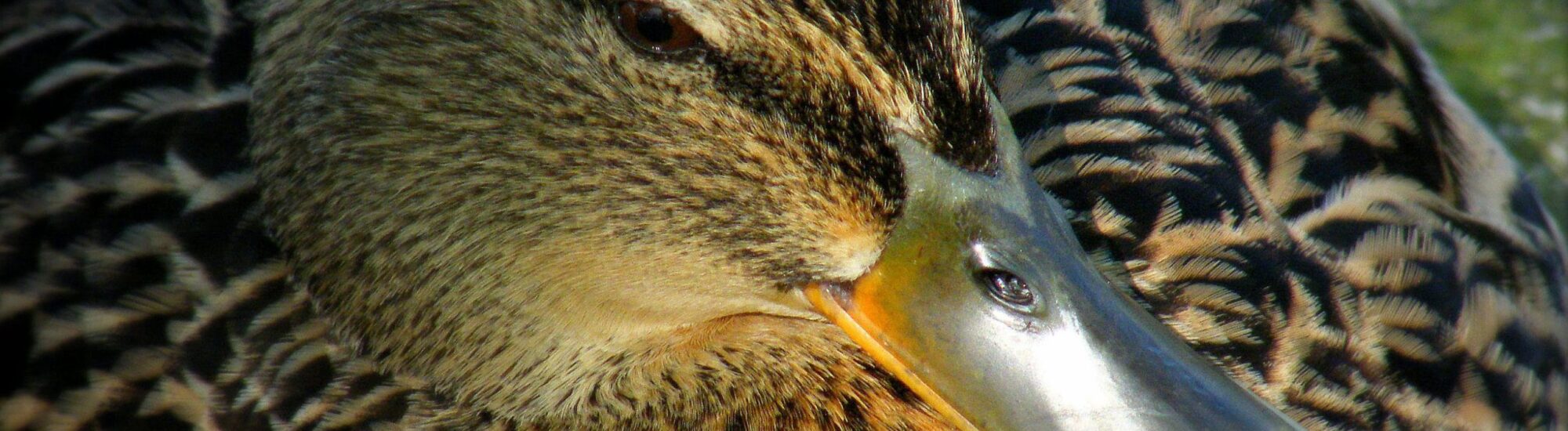 Un irish duck -  || UggBoy♥UggGirl || PHOTO || WORLD || TRAVEL ||
