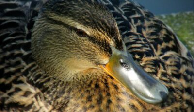 Un irish duck - || UggBoy♥UggGirl || PHOTO || WORLD || TRAVEL ||