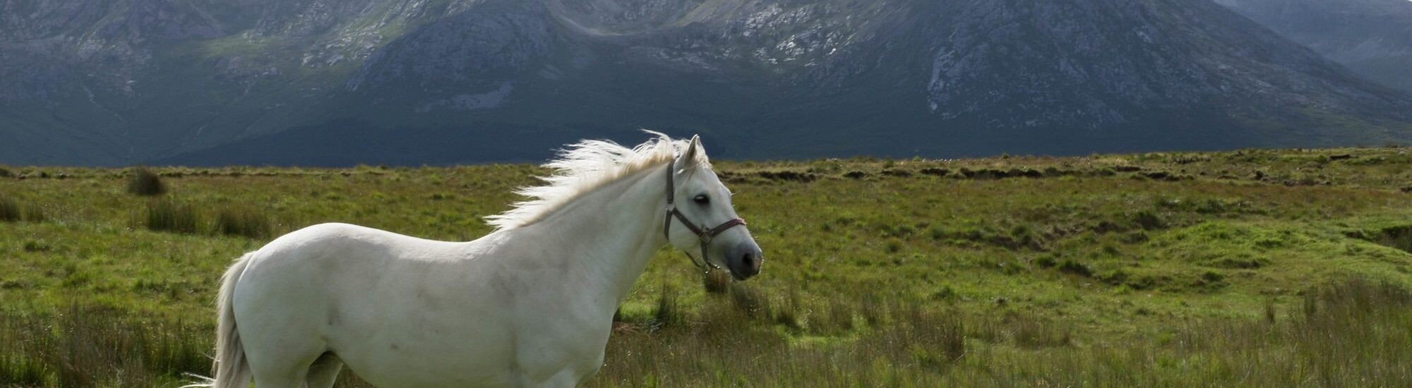 Un cheval du Connemara - janmennens - cc