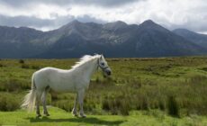 Un cheval du Connemara - janmennens - cc
