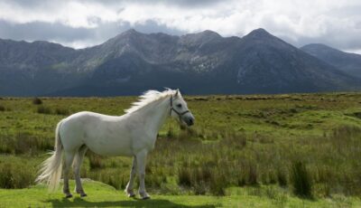 Un cheval du Connemara - janmennens - cc