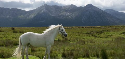 Un cheval du Connemara - janmennens - cc