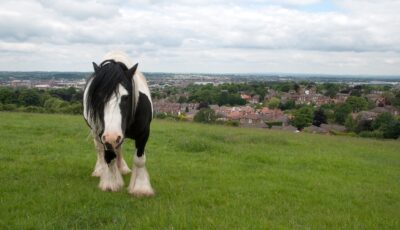 Un irish cob - Thomas Quine - cc