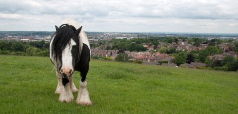 Un irish cob - Thomas Quine - cc