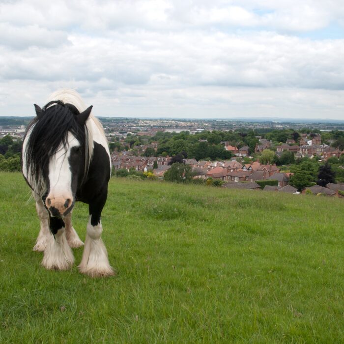 Un irish cob - Thomas Quine - cc