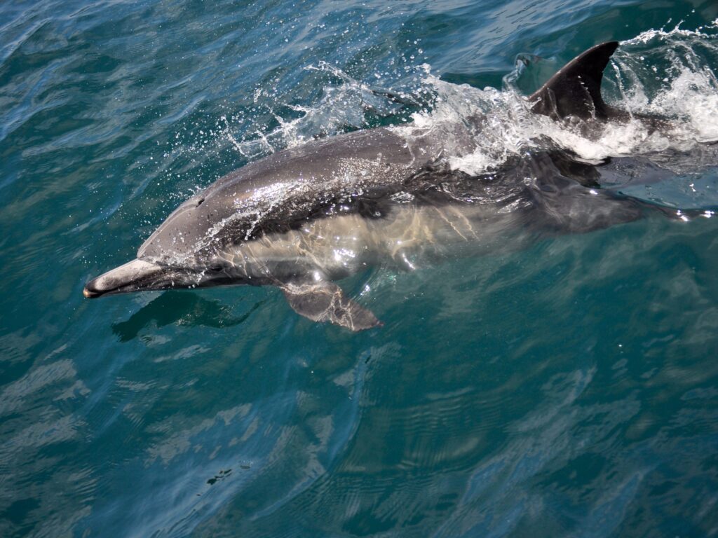 Un dauphin - Corey.C - cc