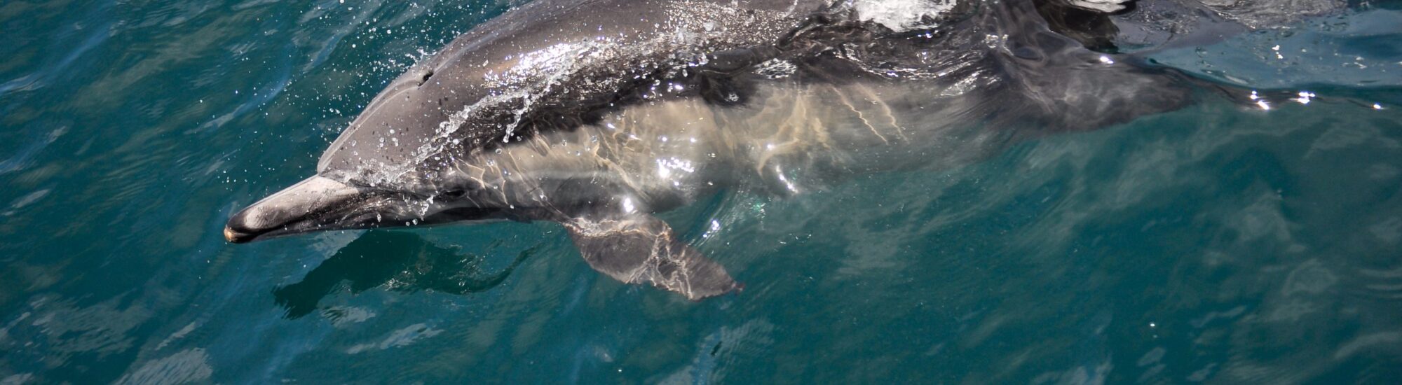 Un dauphin - Corey.C - cc