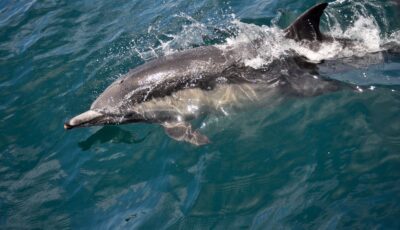 Un dauphin - Corey.C - cc