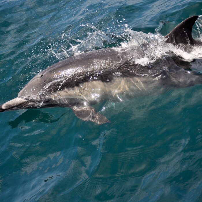 Un dauphin - Corey.C - cc