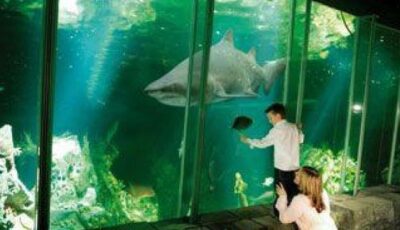 Un requin au Dingle OceanWorld Aquarium