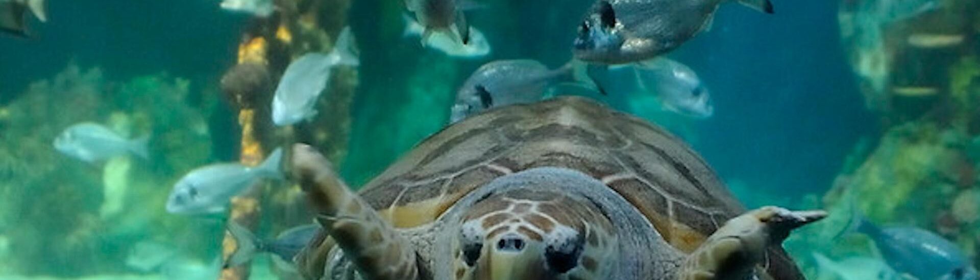 Le Dingle OceanWorld Aquarium