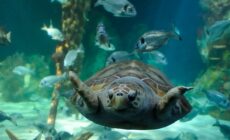 Le Dingle OceanWorld Aquarium