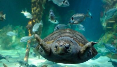 Le Dingle OceanWorld Aquarium