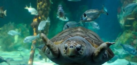 dingle oceanworld aquarium 1