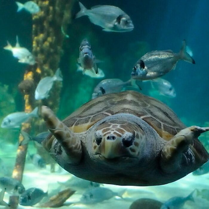 Le Dingle OceanWorld Aquarium