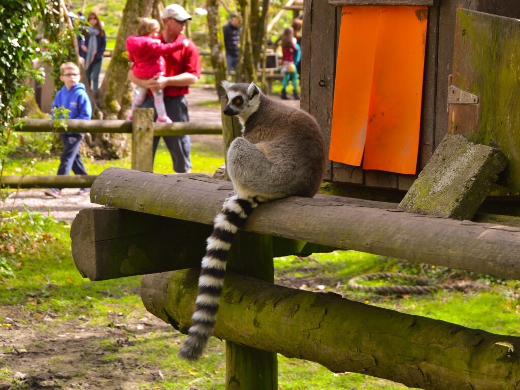 Des lémuriens au Fota wildlife park - James McNamara - cc