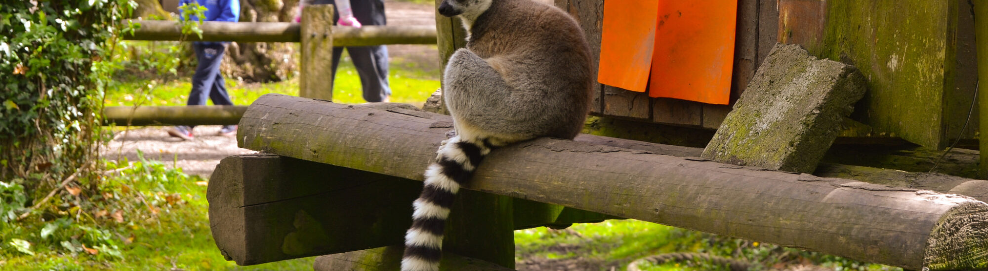 Fota Island