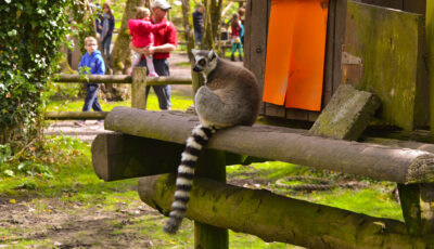 Des lémuriens au Fota wildlife park - James McNamara - cc