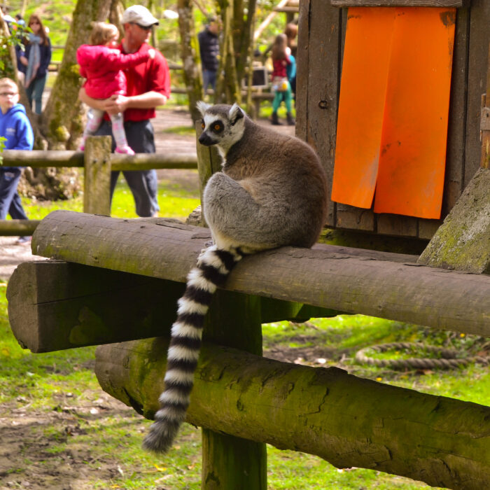 Des lémuriens au Fota wildlife park - James McNamara - cc
