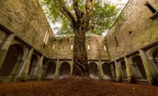 La Muckross Abbey et son arbre incroyable - Luca Genero - Shutterstock