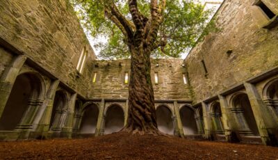 La Muckross Abbey et son arbre incroyable - Luca Genero - Shutterstock