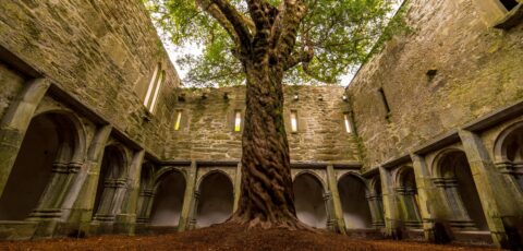 muckross abbey 3