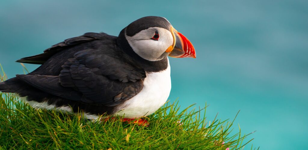Un puffin - © Blue Planet Studio 