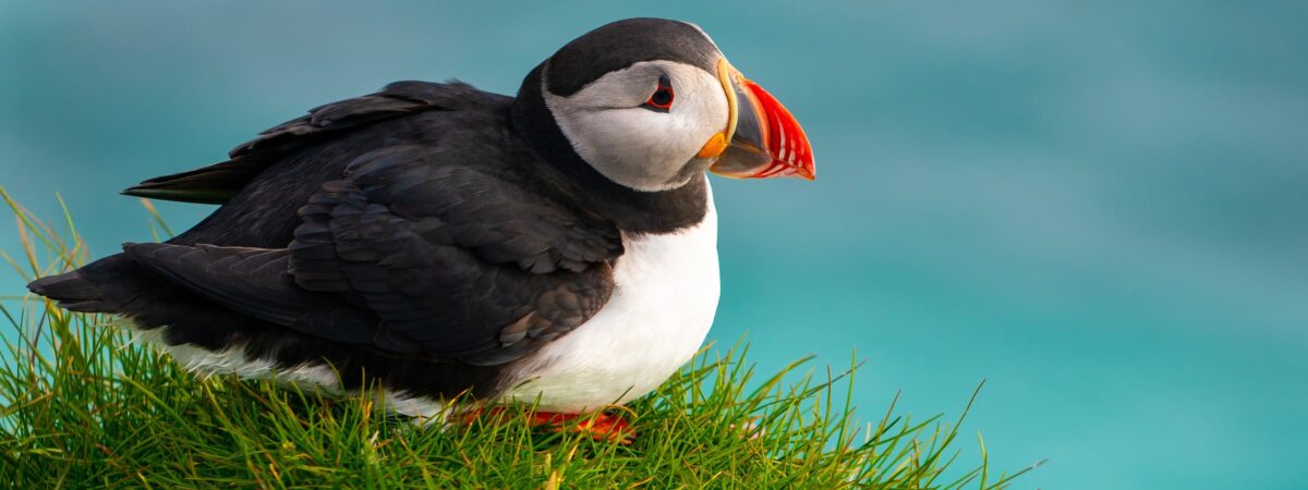 Observation des oiseaux en Irlande : les plus beaux endroits et comment bien s’y préparer