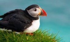 Un puffin - © Blue Planet Studio