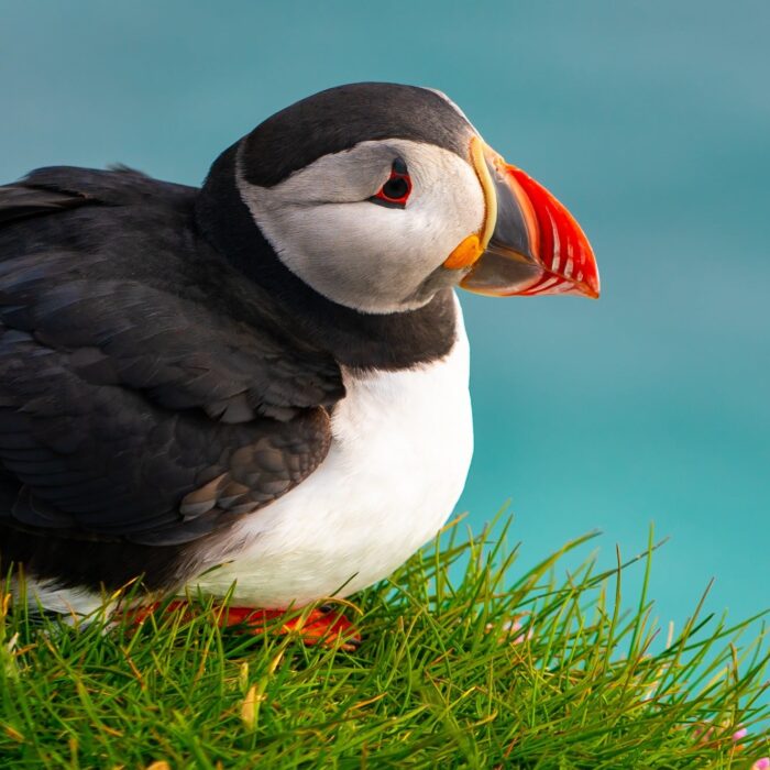 Un puffin - © Blue Planet Studio