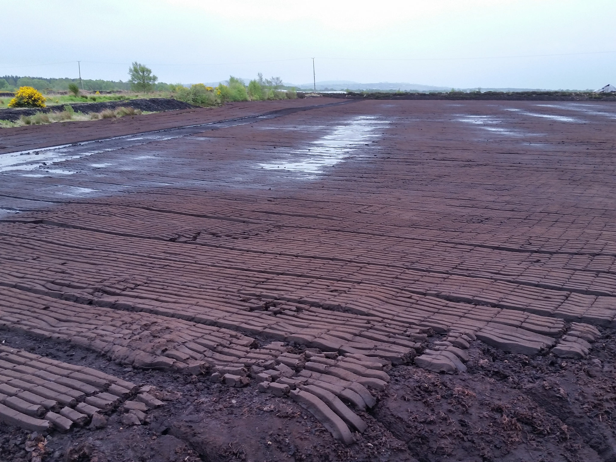 Bog of Allen Tourbière naturelle en Irlande Guide