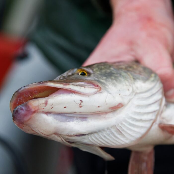 Un brochet - NERYX