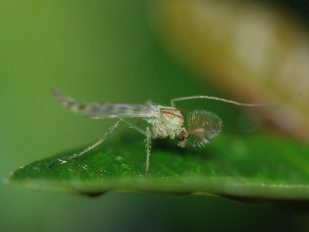 Un midge - MirandaKate - cc