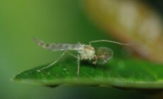 Un midge - MirandaKate - cc