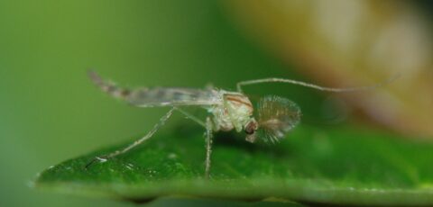 midges