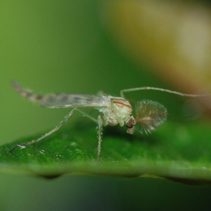 Un midge - MirandaKate - cc