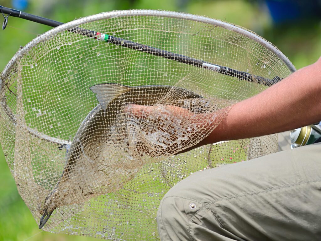 peche scaled