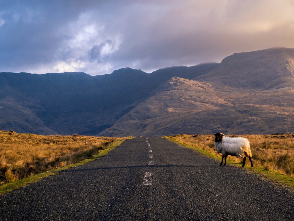 Un mouton sur une route dans le Connemara en Irlande - © Roberto Medeiros