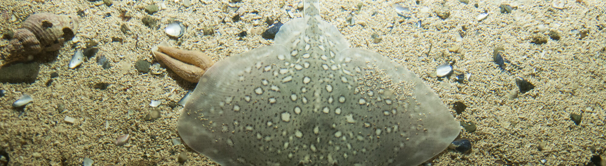Aquariums irlandais